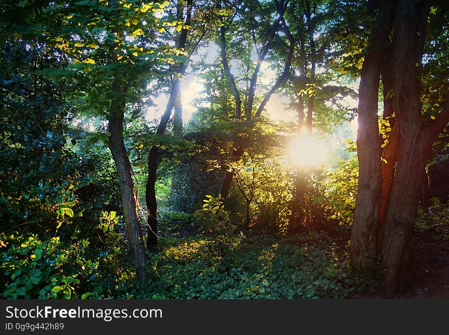 PUBLIC DOMAIN DEDICATION - Pixabay digionbew 12. 13-07-16 Sun through the trees LOW RES DSC06133