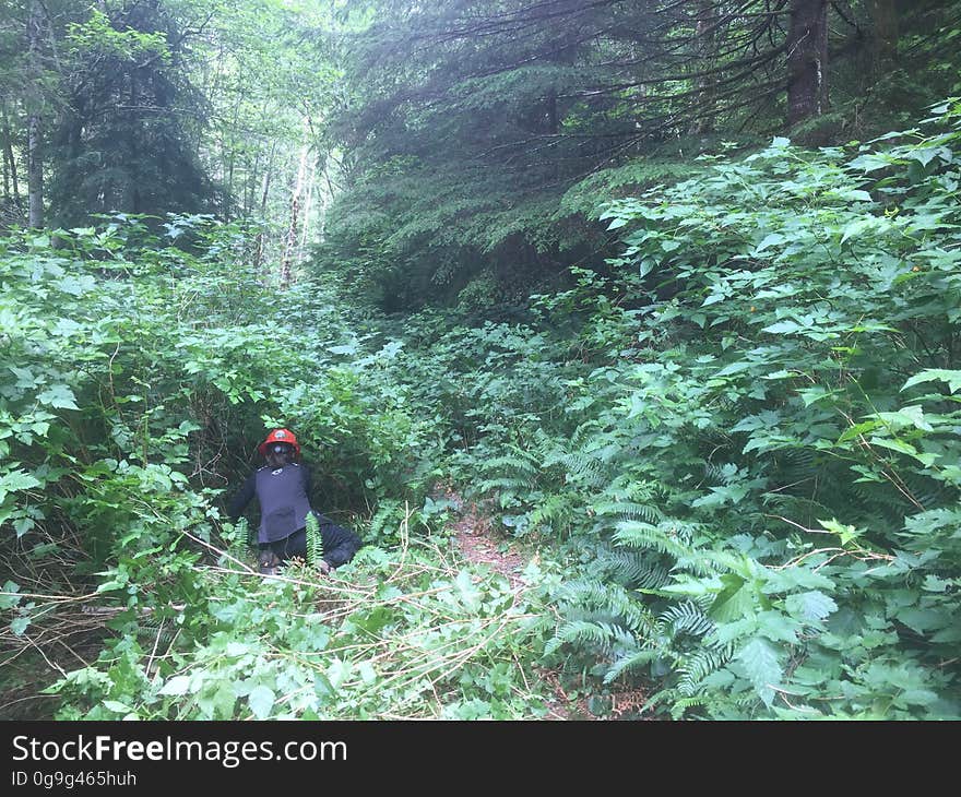 East Fork Lewis River Trail - 7-7-16