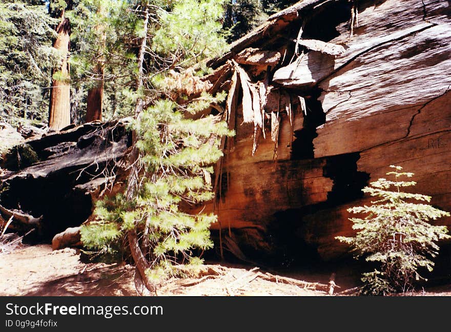 Sequoia National Forest. Sequoia National Forest