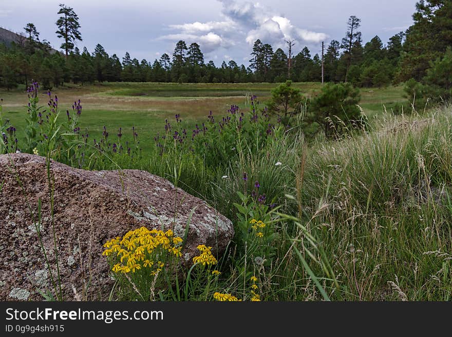 Exploring Schultz Pass in the early evening during monsoon season. Flowers are blooming and mushrooms are popping up everywhere. Flagstaff, Arizona. Exploring Schultz Pass in the early evening during monsoon season. Flowers are blooming and mushrooms are popping up everywhere. Flagstaff, Arizona.