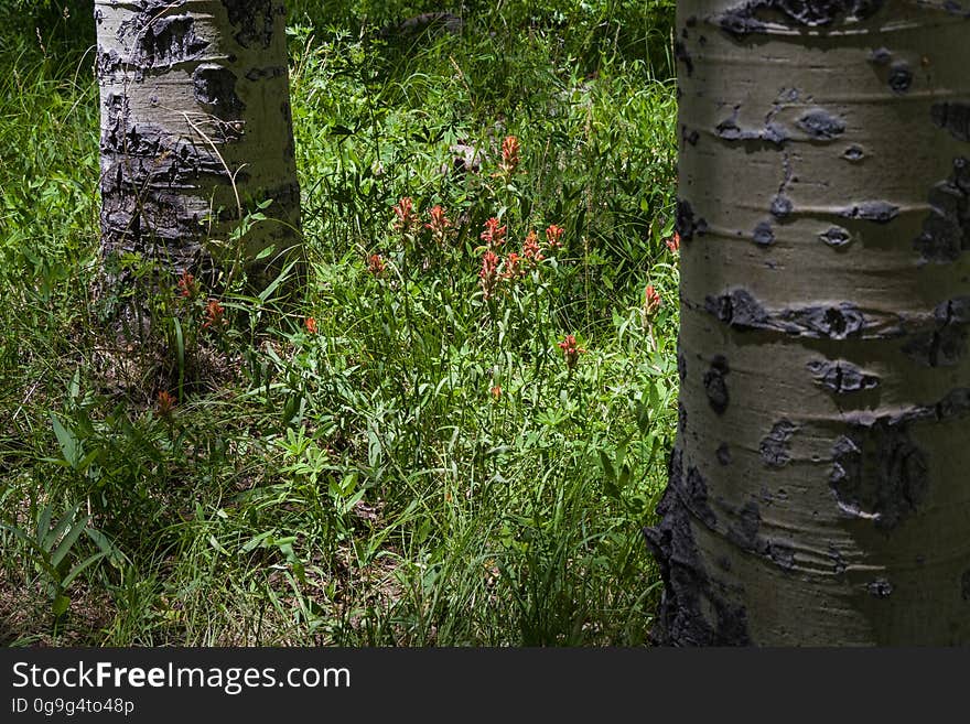 The Inner Basin Trail ascends from Lockett Meadow into the caldera of the San Francisco Peaks, an extinct volcano and home of the tallest peaks in Arizona. The first 1.7 miles of the trail winds through the extensive aspen forest flanking the upper reaches of the Peaks, joining the Waterline Trail briefly before following a jeep road into the caldera. The trail starts at an elevation of 8665 feet, gaining approximately 1200 feet over 2 miles on its way into the Inner Basin. The trail continues another 2 miles, gaining an additional 600 feet or so to join up with the Weatherford Trail. Photo by Deborah Lee Soltesz, July 13, 2016. Source: U.S. Forest Service, Coconino National Forest. See Lockett Meadow Campground and Inner Basin No. 29 for information about this area of the Peaks on the Coconino National Forest website. The Inner Basin Trail ascends from Lockett Meadow into the caldera of the San Francisco Peaks, an extinct volcano and home of the tallest peaks in Arizona. The first 1.7 miles of the trail winds through the extensive aspen forest flanking the upper reaches of the Peaks, joining the Waterline Trail briefly before following a jeep road into the caldera. The trail starts at an elevation of 8665 feet, gaining approximately 1200 feet over 2 miles on its way into the Inner Basin. The trail continues another 2 miles, gaining an additional 600 feet or so to join up with the Weatherford Trail. Photo by Deborah Lee Soltesz, July 13, 2016. Source: U.S. Forest Service, Coconino National Forest. See Lockett Meadow Campground and Inner Basin No. 29 for information about this area of the Peaks on the Coconino National Forest website.