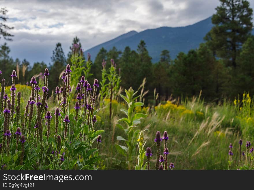 Exploring Schultz Pass in the early evening during monsoon season. Flowers are blooming and mushrooms are popping up everywhere. Flagstaff, Arizona. Exploring Schultz Pass in the early evening during monsoon season. Flowers are blooming and mushrooms are popping up everywhere. Flagstaff, Arizona.