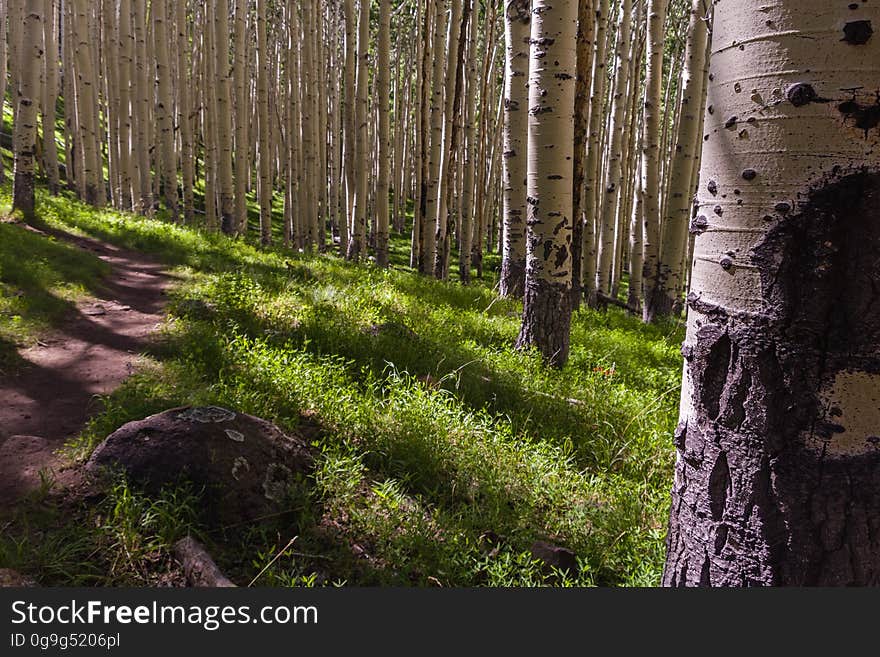 The Inner Basin Trail ascends from Lockett Meadow into the caldera of the San Francisco Peaks, an extinct volcano and home of the tallest peaks in Arizona. The first 1.7 miles of the trail winds through the extensive aspen forest flanking the upper reaches of the Peaks, joining the Waterline Trail briefly before following a jeep road into the caldera. The trail starts at an elevation of 8665 feet, gaining approximately 1200 feet over 2 miles on its way into the Inner Basin. The trail continues another 2 miles, gaining an additional 600 feet or so to join up with the Weatherford Trail. Photo by Deborah Lee Soltesz, July 13, 2016. Source: U.S. Forest Service, Coconino National Forest. See Lockett Meadow Campground and Inner Basin No. 29 for information about this area of the Peaks on the Coconino National Forest website. The Inner Basin Trail ascends from Lockett Meadow into the caldera of the San Francisco Peaks, an extinct volcano and home of the tallest peaks in Arizona. The first 1.7 miles of the trail winds through the extensive aspen forest flanking the upper reaches of the Peaks, joining the Waterline Trail briefly before following a jeep road into the caldera. The trail starts at an elevation of 8665 feet, gaining approximately 1200 feet over 2 miles on its way into the Inner Basin. The trail continues another 2 miles, gaining an additional 600 feet or so to join up with the Weatherford Trail. Photo by Deborah Lee Soltesz, July 13, 2016. Source: U.S. Forest Service, Coconino National Forest. See Lockett Meadow Campground and Inner Basin No. 29 for information about this area of the Peaks on the Coconino National Forest website.