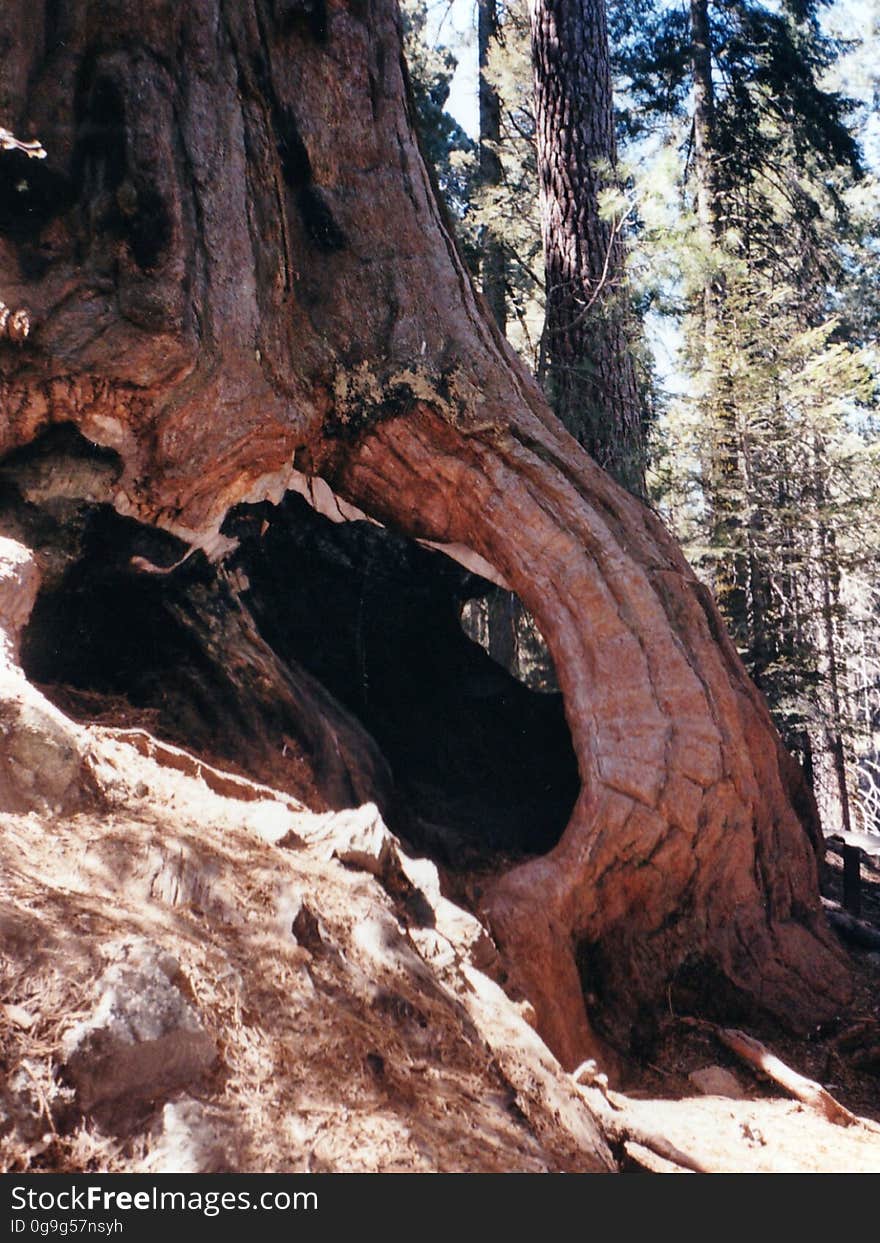 Sequoia National Forest. Sequoia National Forest