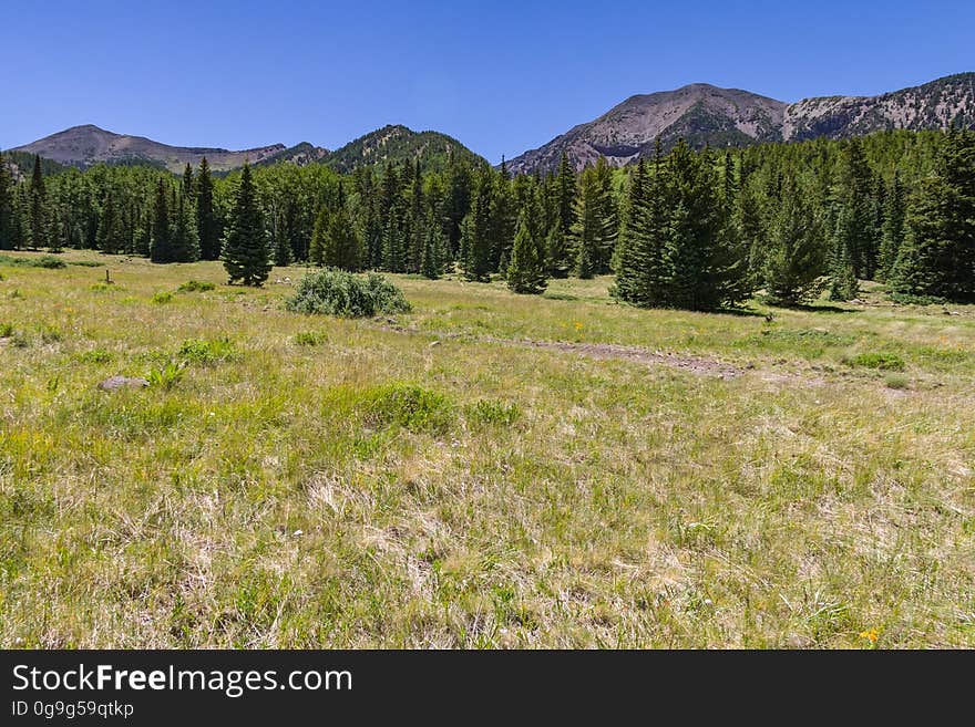 The Inner Basin Trail ascends from Lockett Meadow into the caldera of the San Francisco Peaks, an extinct volcano and home of the tallest peaks in Arizona. The first 1.7 miles of the trail winds through the extensive aspen forest flanking the upper reaches of the Peaks, joining the Waterline Trail briefly before following a jeep road into the caldera. The trail starts at an elevation of 8665 feet, gaining approximately 1200 feet over 2 miles on its way into the Inner Basin. The trail continues another 2 miles, gaining an additional 600 feet or so to join up with the Weatherford Trail. Photo by Deborah Lee Soltesz, July 13, 2016. Source: U.S. Forest Service, Coconino National Forest. See Lockett Meadow Campground and Inner Basin No. 29 for information about this area of the Peaks on the Coconino National Forest website. The Inner Basin Trail ascends from Lockett Meadow into the caldera of the San Francisco Peaks, an extinct volcano and home of the tallest peaks in Arizona. The first 1.7 miles of the trail winds through the extensive aspen forest flanking the upper reaches of the Peaks, joining the Waterline Trail briefly before following a jeep road into the caldera. The trail starts at an elevation of 8665 feet, gaining approximately 1200 feet over 2 miles on its way into the Inner Basin. The trail continues another 2 miles, gaining an additional 600 feet or so to join up with the Weatherford Trail. Photo by Deborah Lee Soltesz, July 13, 2016. Source: U.S. Forest Service, Coconino National Forest. See Lockett Meadow Campground and Inner Basin No. 29 for information about this area of the Peaks on the Coconino National Forest website.