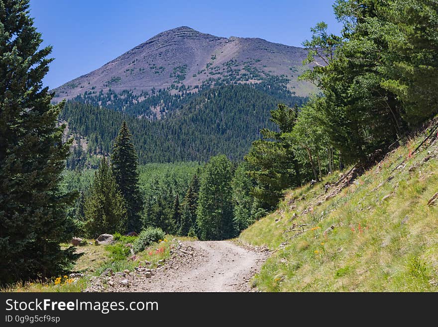 The Inner Basin Trail ascends from Lockett Meadow into the caldera of the San Francisco Peaks, an extinct volcano and home of the tallest peaks in Arizona. The first 1.7 miles of the trail winds through the extensive aspen forest flanking the upper reaches of the Peaks, joining the Waterline Trail briefly before following a jeep road into the caldera. The trail starts at an elevation of 8665 feet, gaining approximately 1200 feet over 2 miles on its way into the Inner Basin. The trail continues another 2 miles, gaining an additional 600 feet or so to join up with the Weatherford Trail. Photo by Deborah Lee Soltesz, July 13, 2016. Source: U.S. Forest Service, Coconino National Forest. See Lockett Meadow Campground and Inner Basin No. 29 for information about this area of the Peaks on the Coconino National Forest website. The Inner Basin Trail ascends from Lockett Meadow into the caldera of the San Francisco Peaks, an extinct volcano and home of the tallest peaks in Arizona. The first 1.7 miles of the trail winds through the extensive aspen forest flanking the upper reaches of the Peaks, joining the Waterline Trail briefly before following a jeep road into the caldera. The trail starts at an elevation of 8665 feet, gaining approximately 1200 feet over 2 miles on its way into the Inner Basin. The trail continues another 2 miles, gaining an additional 600 feet or so to join up with the Weatherford Trail. Photo by Deborah Lee Soltesz, July 13, 2016. Source: U.S. Forest Service, Coconino National Forest. See Lockett Meadow Campground and Inner Basin No. 29 for information about this area of the Peaks on the Coconino National Forest website.