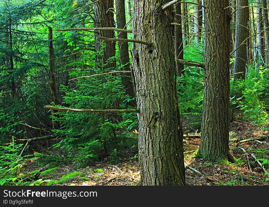 Hemlockâ€“black spruce forest, Lycoming Countyâ€“Tioga County line, within the Algerine Swamp Natural Area of Tiadaghton State Forest. I&#x27;ve licensed this photo as CC0 for release into the public domain. You&#x27;re welcome to download the photo and use it without attribution. Hemlockâ€“black spruce forest, Lycoming Countyâ€“Tioga County line, within the Algerine Swamp Natural Area of Tiadaghton State Forest. I&#x27;ve licensed this photo as CC0 for release into the public domain. You&#x27;re welcome to download the photo and use it without attribution.