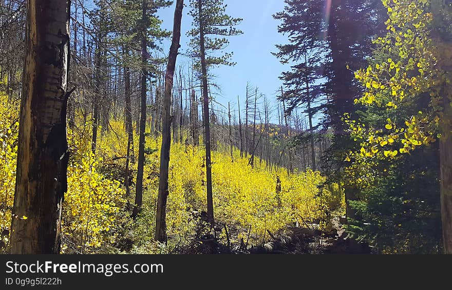 Fall colors on the Inner Basin Trail, September 23, 2016. The Inner Basin Trail ascends from Lockett Meadow into the caldera of the San Francisco Peaks, an extinct volcano and home of the tallest peaks in Arizona. The first 1.7 miles of the trail winds through the extensive aspen forest flanking the upper reaches of the Peaks, joining the Waterline Trail briefly before following a jeep road into the caldera. The trail starts at an elevation of 8665 feet, gaining approximately 1200 feet over 2 miles on its way into the Inner Basin. The trail continues another 2 miles, gaining an additional 600 feet or so to join up with the Weatherford Trail. Photo by George Jozens, September 23, 2016. Source: U.S. Forest Service, Coconino National Forest. See Lockett Meadow Campground and Inner Basin No. 29 for information about this area of the Peaks on the Coconino National Forest website.