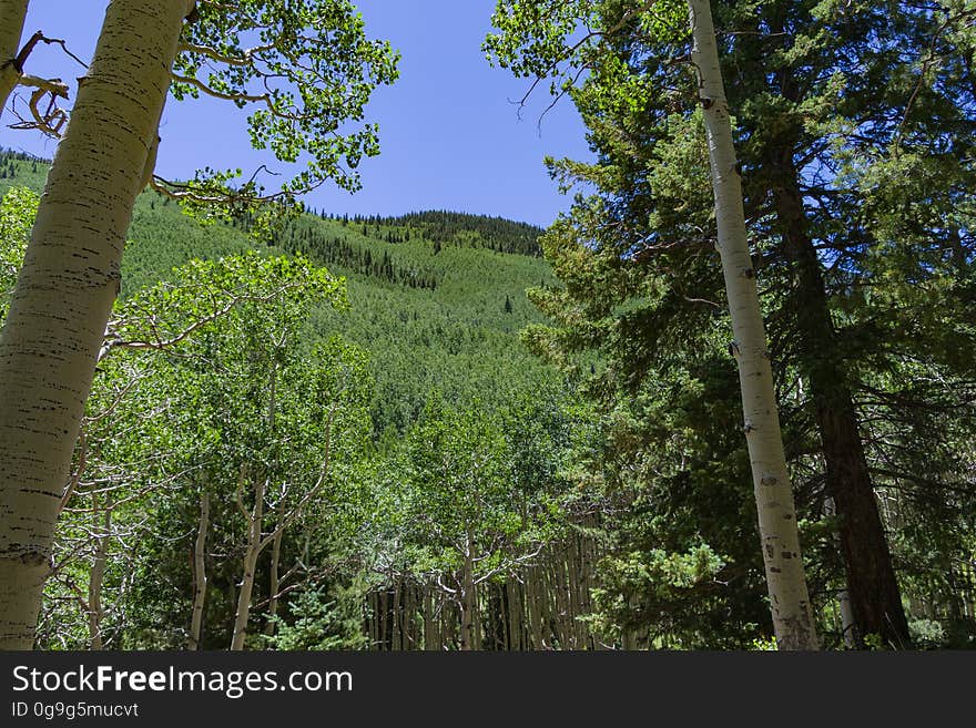 The Inner Basin Trail ascends from Lockett Meadow into the caldera of the San Francisco Peaks, an extinct volcano and home of the tallest peaks in Arizona. The first 1.7 miles of the trail winds through the extensive aspen forest flanking the upper reaches of the Peaks, joining the Waterline Trail briefly before following a jeep road into the caldera. The trail starts at an elevation of 8665 feet, gaining approximately 1200 feet over 2 miles on its way into the Inner Basin. The trail continues another 2 miles, gaining an additional 600 feet or so to join up with the Weatherford Trail. Photo by Deborah Lee Soltesz, July 13, 2016. Source: U.S. Forest Service, Coconino National Forest. See Lockett Meadow Campground and Inner Basin No. 29 for information about this area of the Peaks on the Coconino National Forest website. The Inner Basin Trail ascends from Lockett Meadow into the caldera of the San Francisco Peaks, an extinct volcano and home of the tallest peaks in Arizona. The first 1.7 miles of the trail winds through the extensive aspen forest flanking the upper reaches of the Peaks, joining the Waterline Trail briefly before following a jeep road into the caldera. The trail starts at an elevation of 8665 feet, gaining approximately 1200 feet over 2 miles on its way into the Inner Basin. The trail continues another 2 miles, gaining an additional 600 feet or so to join up with the Weatherford Trail. Photo by Deborah Lee Soltesz, July 13, 2016. Source: U.S. Forest Service, Coconino National Forest. See Lockett Meadow Campground and Inner Basin No. 29 for information about this area of the Peaks on the Coconino National Forest website.