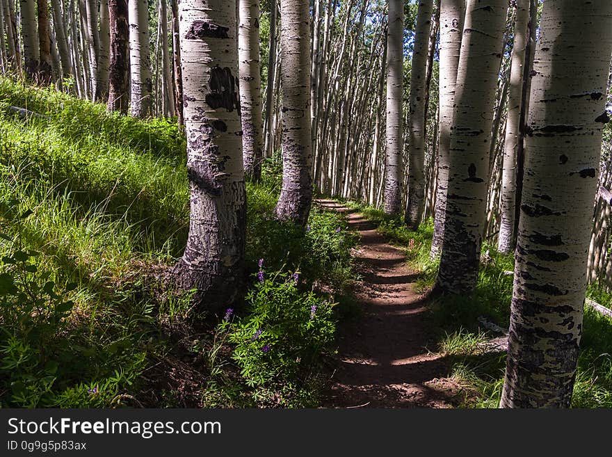 The Inner Basin Trail ascends from Lockett Meadow into the caldera of the San Francisco Peaks, an extinct volcano and home of the tallest peaks in Arizona. The first 1.7 miles of the trail winds through the extensive aspen forest flanking the upper reaches of the Peaks, joining the Waterline Trail briefly before following a jeep road into the caldera. The trail starts at an elevation of 8665 feet, gaining approximately 1200 feet over 2 miles on its way into the Inner Basin. The trail continues another 2 miles, gaining an additional 600 feet or so to join up with the Weatherford Trail. Photo by Deborah Lee Soltesz, July 13, 2016. Source: U.S. Forest Service, Coconino National Forest. See Lockett Meadow Campground and Inner Basin No. 29 for information about this area of the Peaks on the Coconino National Forest website. The Inner Basin Trail ascends from Lockett Meadow into the caldera of the San Francisco Peaks, an extinct volcano and home of the tallest peaks in Arizona. The first 1.7 miles of the trail winds through the extensive aspen forest flanking the upper reaches of the Peaks, joining the Waterline Trail briefly before following a jeep road into the caldera. The trail starts at an elevation of 8665 feet, gaining approximately 1200 feet over 2 miles on its way into the Inner Basin. The trail continues another 2 miles, gaining an additional 600 feet or so to join up with the Weatherford Trail. Photo by Deborah Lee Soltesz, July 13, 2016. Source: U.S. Forest Service, Coconino National Forest. See Lockett Meadow Campground and Inner Basin No. 29 for information about this area of the Peaks on the Coconino National Forest website.