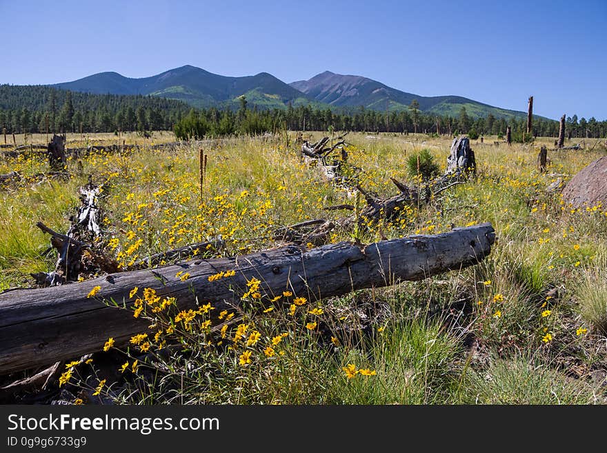 Beginnings of fall color on northern slopes of the San Francisco Peaks. This drive takes you around the north side of Arizona&#x27;s highest mountain, winding through a land of pine forests and aspen groves, open prairies and rustic homesteads. Autumn turns the mountain to gold, filling forest roads and trails with visitors come to enjoy the colorful display. There are a number of places along this route where you can stop to take a hike, enjoy a lunch or even set up a primitive camp. That way you can take more than one day to do this drive or combine it with one or more of the other scenic drives in the vicinity of the San Francisco Peaks. Photo by Deborah Lee Soltesz, September 17, 2016. Source: U.S. Forest Service, Coconino National Forest. See Around the Peaks Loop Scenic Drive for information about this drive on the Coconino National Forest we. Beginnings of fall color on northern slopes of the San Francisco Peaks. This drive takes you around the north side of Arizona&#x27;s highest mountain, winding through a land of pine forests and aspen groves, open prairies and rustic homesteads. Autumn turns the mountain to gold, filling forest roads and trails with visitors come to enjoy the colorful display. There are a number of places along this route where you can stop to take a hike, enjoy a lunch or even set up a primitive camp. That way you can take more than one day to do this drive or combine it with one or more of the other scenic drives in the vicinity of the San Francisco Peaks. Photo by Deborah Lee Soltesz, September 17, 2016. Source: U.S. Forest Service, Coconino National Forest. See Around the Peaks Loop Scenic Drive for information about this drive on the Coconino National Forest we