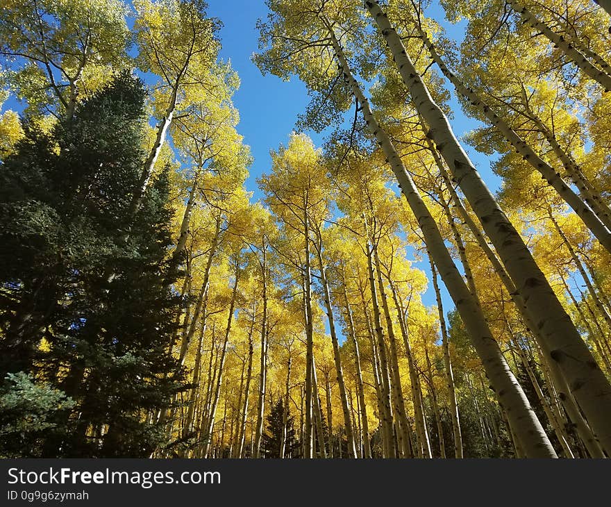 Fall colors on the Inner Basin Trail, September 23, 2016. The Inner Basin Trail ascends from Lockett Meadow into the caldera of the San Francisco Peaks, an extinct volcano and home of the tallest peaks in Arizona. The first 1.7 miles of the trail winds through the extensive aspen forest flanking the upper reaches of the Peaks, joining the Waterline Trail briefly before following a jeep road into the caldera. The trail starts at an elevation of 8665 feet, gaining approximately 1200 feet over 2 miles on its way into the Inner Basin. The trail continues another 2 miles, gaining an additional 600 feet or so to join up with the Weatherford Trail. Photo by George Jozens, September 23, 2016. Source: U.S. Forest Service, Coconino National Forest. See Lockett Meadow Campground and Inner Basin No. 29 for information about this area of the Peaks on the Coconino National Forest website.