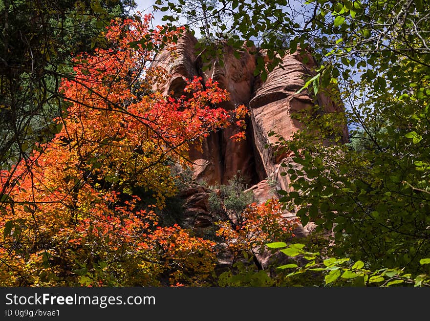 The brilliant red, orange, and yellows of changing maple leaves mark the start of fall color in the West Fork of Oak Creek Canyon, October 12, 2016. There are a number of reasons why West Fork is one of the most popular trails on the Coconino National Forest. West Fork is fantastic throughout the year, but in autumn, the canyon is ablaze with color. Red and gold leaves float in clear reflecting pools along the creek, under a canopy of solid color. As for the trail itself, it&#x27;s an easy stroll, but you do have to cross the stream in a number of places. Usually, that involves negotiating a few strategically placed stepping stones or taking a couple of steps in shallow water. The trail is marked and maintained for the first three miles. It ends at a deep pool in a narrow spot in the canyon. Parking is available at Call of the Canyon picnic site for a fee. This is a special fee site run by a concessionaire. Photo by Deborah Lee Soltesz, October 12, 2016. Credit: Coconino National Forest, U.S. Forest Service. Learn more about the West Fork of Oak Creek Canyon, Trail No. 108, Call of the Canyon picnic site, and the Coconino National Forest. The brilliant red, orange, and yellows of changing maple leaves mark the start of fall color in the West Fork of Oak Creek Canyon, October 12, 2016. There are a number of reasons why West Fork is one of the most popular trails on the Coconino National Forest. West Fork is fantastic throughout the year, but in autumn, the canyon is ablaze with color. Red and gold leaves float in clear reflecting pools along the creek, under a canopy of solid color. As for the trail itself, it&#x27;s an easy stroll, but you do have to cross the stream in a number of places. Usually, that involves negotiating a few strategically placed stepping stones or taking a couple of steps in shallow water. The trail is marked and maintained for the first three miles. It ends at a deep pool in a narrow spot in the canyon. Parking is available at Call of the Canyon picnic site for a fee. This is a special fee site run by a concessionaire. Photo by Deborah Lee Soltesz, October 12, 2016. Credit: Coconino National Forest, U.S. Forest Service. Learn more about the West Fork of Oak Creek Canyon, Trail No. 108, Call of the Canyon picnic site, and the Coconino National Forest.