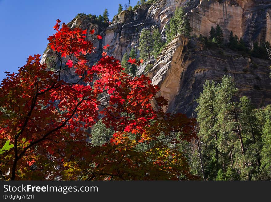 The brilliant red, orange, and yellows of changing maple leaves mark the start of fall color in the West Fork of Oak Creek Canyon, October 12, 2016. There are a number of reasons why West Fork is one of the most popular trails on the Coconino National Forest. West Fork is fantastic throughout the year, but in autumn, the canyon is ablaze with color. Red and gold leaves float in clear reflecting pools along the creek, under a canopy of solid color. As for the trail itself, it&#x27;s an easy stroll, but you do have to cross the stream in a number of places. Usually, that involves negotiating a few strategically placed stepping stones or taking a couple of steps in shallow water. The trail is marked and maintained for the first three miles. It ends at a deep pool in a narrow spot in the canyon. Parking is available at Call of the Canyon picnic site for a fee. This is a special fee site run by a concessionaire. Photo by Deborah Lee Soltesz, October 12, 2016. Credit: Coconino National Forest, U.S. Forest Service. Learn more about the West Fork of Oak Creek Canyon, Trail No. 108, Call of the Canyon picnic site, and the Coconino National Forest. The brilliant red, orange, and yellows of changing maple leaves mark the start of fall color in the West Fork of Oak Creek Canyon, October 12, 2016. There are a number of reasons why West Fork is one of the most popular trails on the Coconino National Forest. West Fork is fantastic throughout the year, but in autumn, the canyon is ablaze with color. Red and gold leaves float in clear reflecting pools along the creek, under a canopy of solid color. As for the trail itself, it&#x27;s an easy stroll, but you do have to cross the stream in a number of places. Usually, that involves negotiating a few strategically placed stepping stones or taking a couple of steps in shallow water. The trail is marked and maintained for the first three miles. It ends at a deep pool in a narrow spot in the canyon. Parking is available at Call of the Canyon picnic site for a fee. This is a special fee site run by a concessionaire. Photo by Deborah Lee Soltesz, October 12, 2016. Credit: Coconino National Forest, U.S. Forest Service. Learn more about the West Fork of Oak Creek Canyon, Trail No. 108, Call of the Canyon picnic site, and the Coconino National Forest.