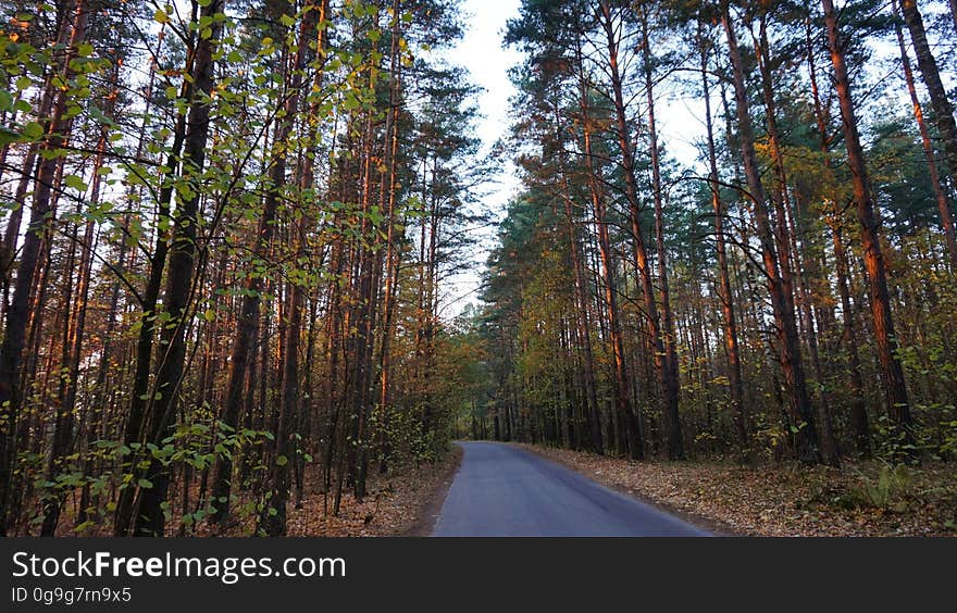 Plant, Sky, Ecoregion, Natural landscape, Tree, Wood