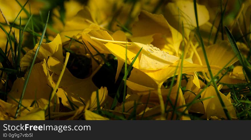 Feuilles de Gingko biloba