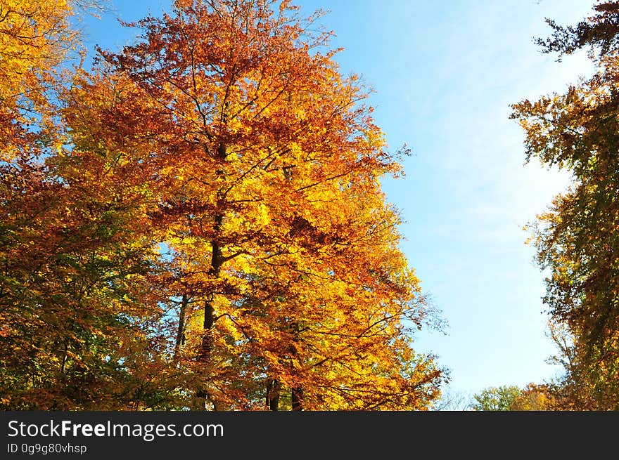 Forêt de Compiègne. Forêt de Compiègne