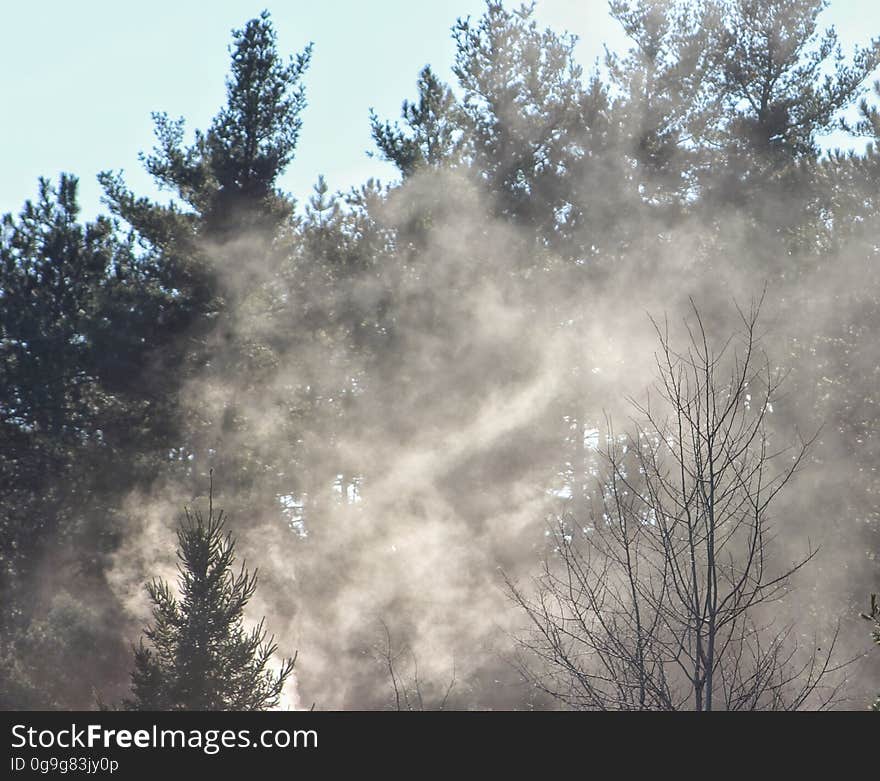 Campfire smoke climbs on a cold morning near a tree farm. Campfire smoke climbs on a cold morning near a tree farm