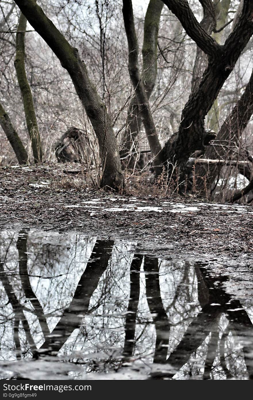 Puddle mirror