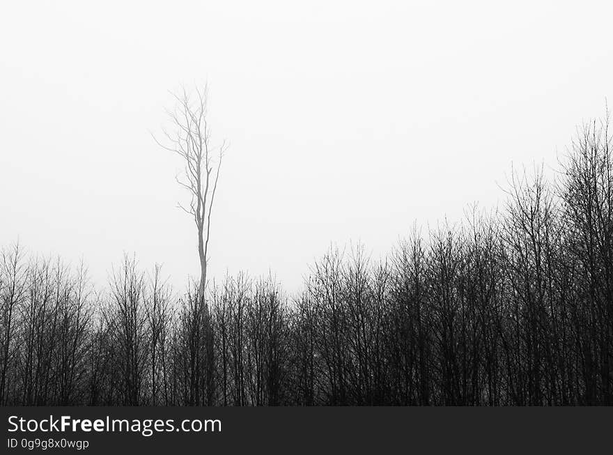 Dogwood52 2017 Week 3: Land This challenge immediately drew me towards the country-side. The mist had wrapped everything for the whole weekend, providing some great shooting opportunities. I really wanted to picture the ground itself, but ended up being driven towards things growing out from the ground. Like this shot of an old tree, left to grow when the rest of the forest had been cut. Now several years later, standing there among the little ones. CC encouraged. Dogwood52 2017 Week 3: Land This challenge immediately drew me towards the country-side. The mist had wrapped everything for the whole weekend, providing some great shooting opportunities. I really wanted to picture the ground itself, but ended up being driven towards things growing out from the ground. Like this shot of an old tree, left to grow when the rest of the forest had been cut. Now several years later, standing there among the little ones. CC encouraged.