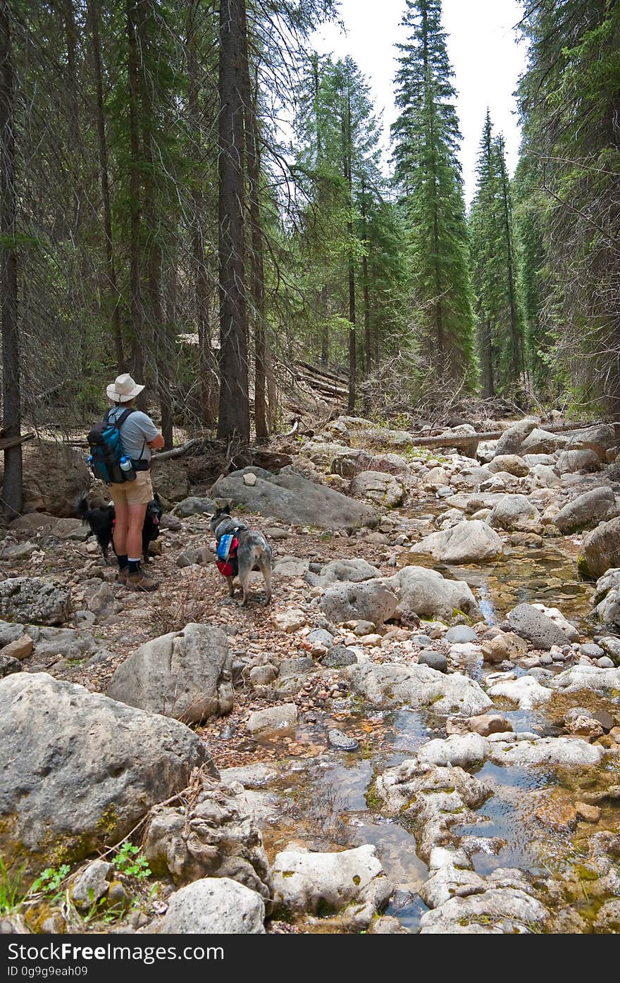 West Fork of Oak Creek On the third day of our camping trip on the Mogollon Rim above Sedona, we headed to the western end of West Fork. The canyon starts on the Rim, intersecting Woody Mountain Road, and cuts east, where it joins Oak Creek Canyon, a total distance of seven or eight miles. At the Oak Creek end, there’s an official trailhead &#x28;West Fork #108&#x29; at Call o’ the Canyon, which runs about three miles up the canyon. We decided to try hiking the canyon from the western end, where there’s no official trail… as a matter of fact, there’s a lovely Forest Service sign explaining that there’s no official trail there, you’re pretty much on your own, watch out for flash floods, and please don’t die. From the bridge, there’s a well worn path that runs for perhaps 0.5 to 0.75 mile along the banks of the creek. Eventually, the canyon becomes too narrow, and walking on the banks is not possible, and it becomes a boulder hop down the creek bed. Fallen trees and very large boulders make the route a bit challenging. At this point, while the canyon is very pretty, it’s not family friendly or very dog friendly &#x28;we had to give ours quite a bit of assistance&#x29;. Given the amount of scrambling, I don’t think this would be a very fun backpacking trail, but with an early start, I believe this could be easily done as a shuttle hike. Trip report All photos from this hike