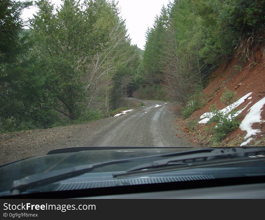 Plant, Car, Vehicle, Motor vehicle, Road surface, Tree