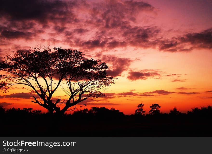 Tree on Forest