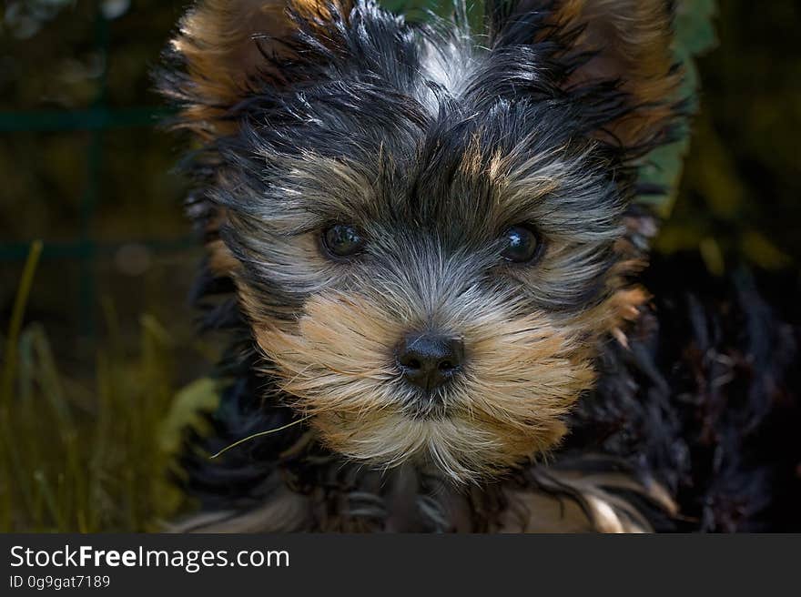 Black and Tan Yorkshire Terrier Puppy Closeup Photography