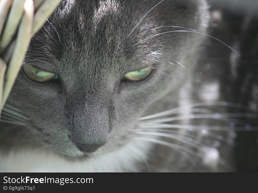 A close up of a gray cat in the sunlight.