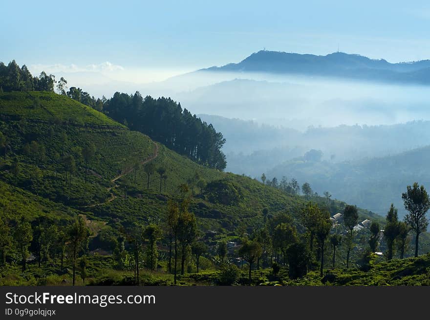 Landscape at dawn with trees on a hillside, mist shrouded valley, and beyond distant mountain peak, pale blue sky. Landscape at dawn with trees on a hillside, mist shrouded valley, and beyond distant mountain peak, pale blue sky.