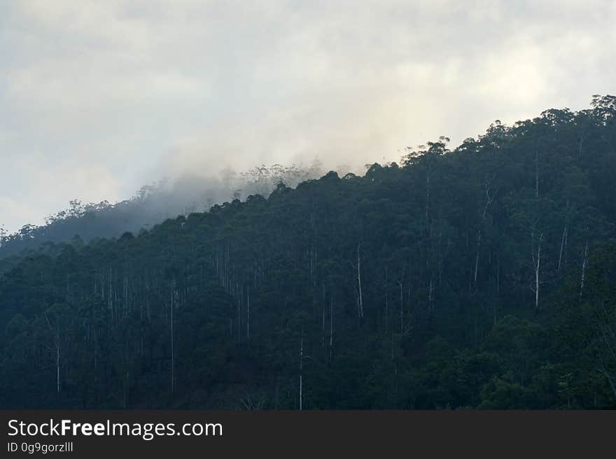 Heavily wooded dark hillside and valley beyond with dense fog merging into gray sky. Heavily wooded dark hillside and valley beyond with dense fog merging into gray sky.