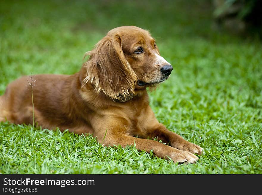 A dog lying on green grass in the garden. A dog lying on green grass in the garden.