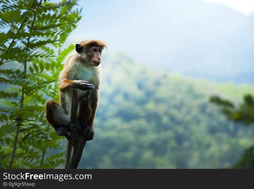 A small monkey hanging on a tree in the jungle. A small monkey hanging on a tree in the jungle.