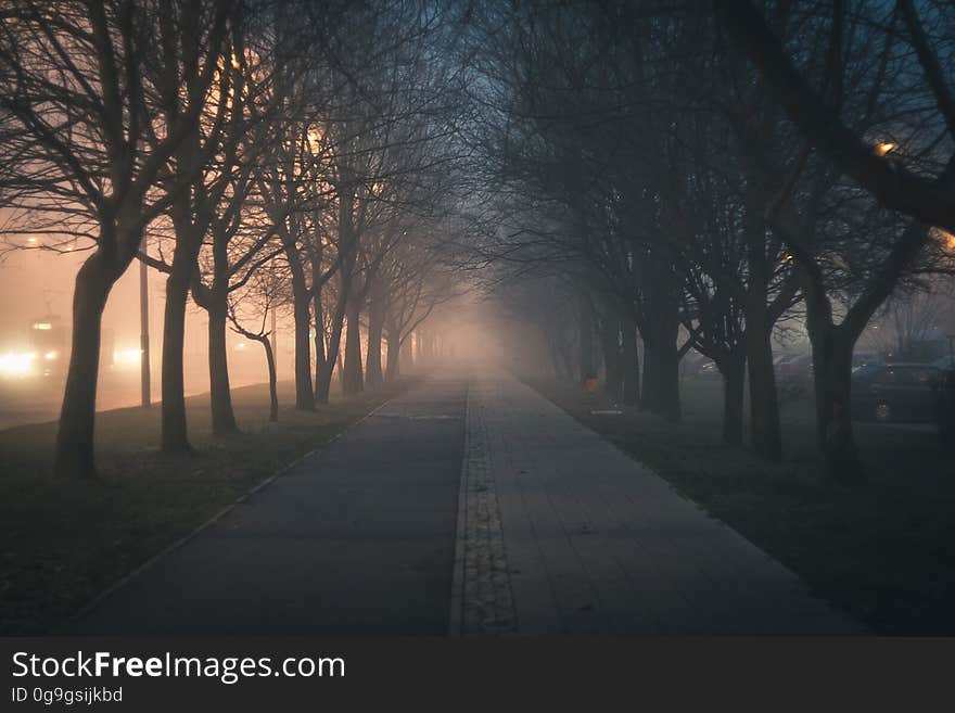 Road Amidst Bare Trees