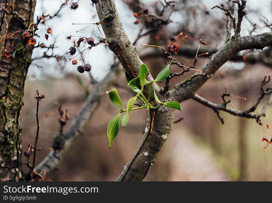 Close-up of Branches of Tree