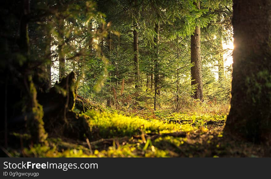 A view inside a forest with mossy fields and trees. A view inside a forest with mossy fields and trees.