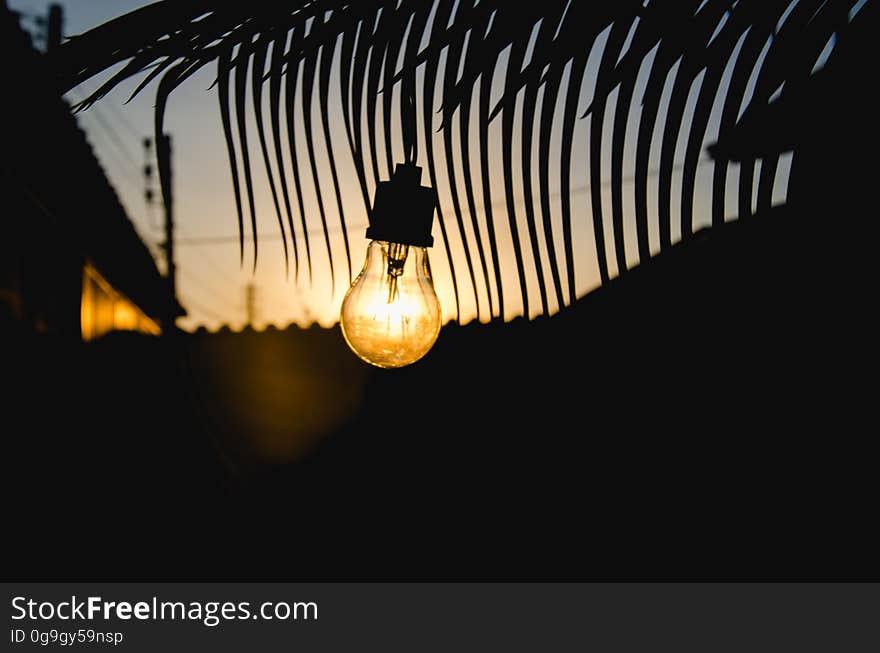 Closeup of illuminated light bulb with fronds of a palm tree seen behind and the hint of a golden sunrise in the distance. Closeup of illuminated light bulb with fronds of a palm tree seen behind and the hint of a golden sunrise in the distance.