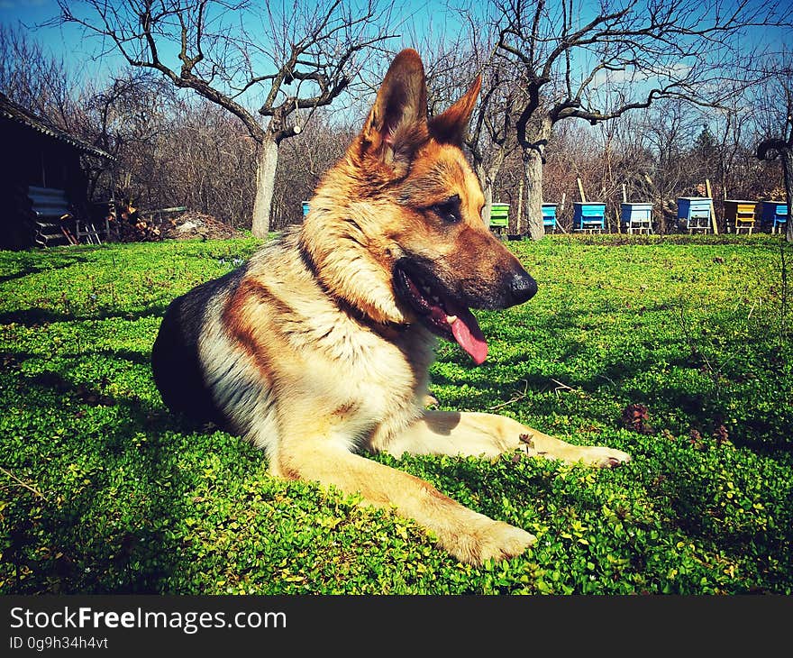 German shepherd puppy resting outside on the grass.