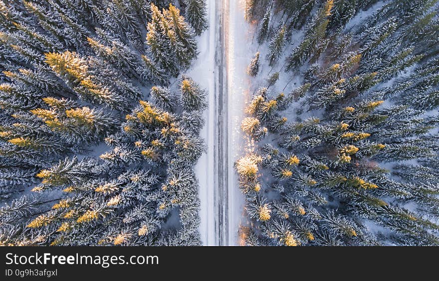 Aerial view of road through fir forest in freezing cold, snowy Winter weather.