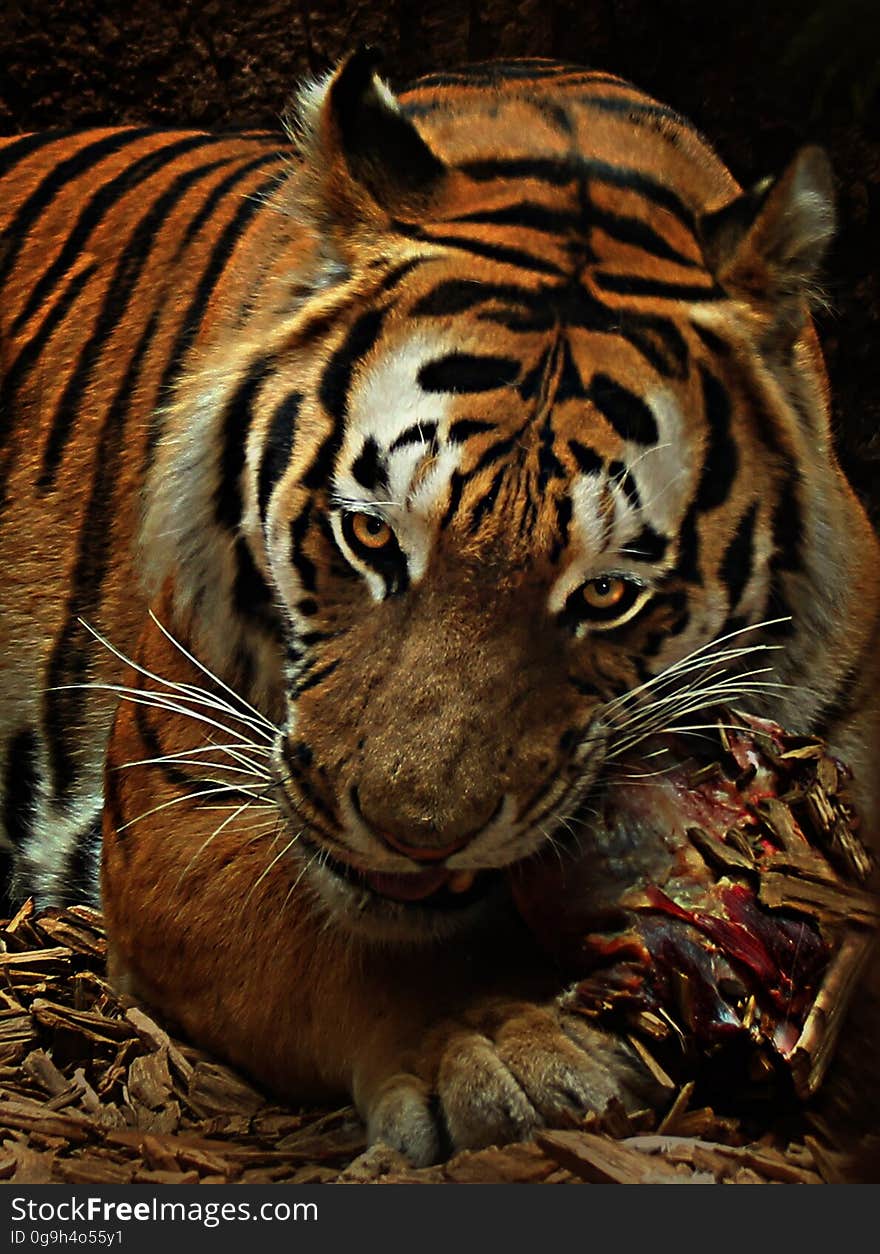 A close up of a tiger eating meat in zoo.