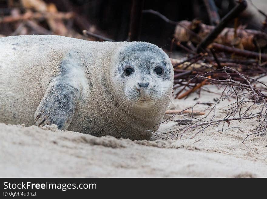 A seal lying on a sandy beach. A seal lying on a sandy beach.