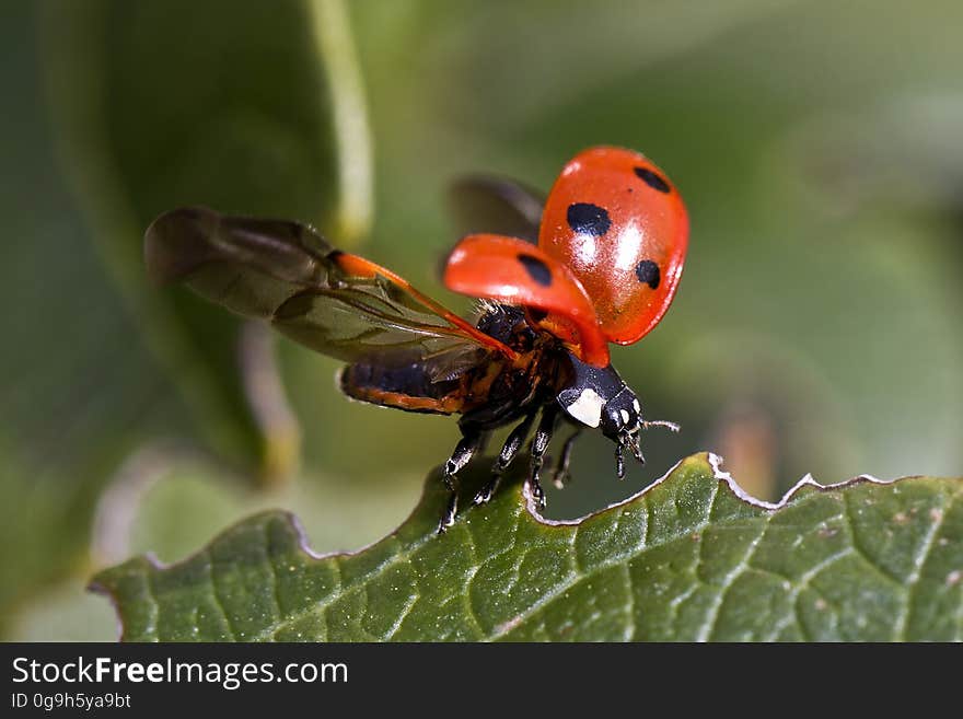 Red and Black Bug