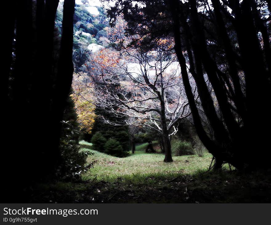 Trees in garden with green grass.