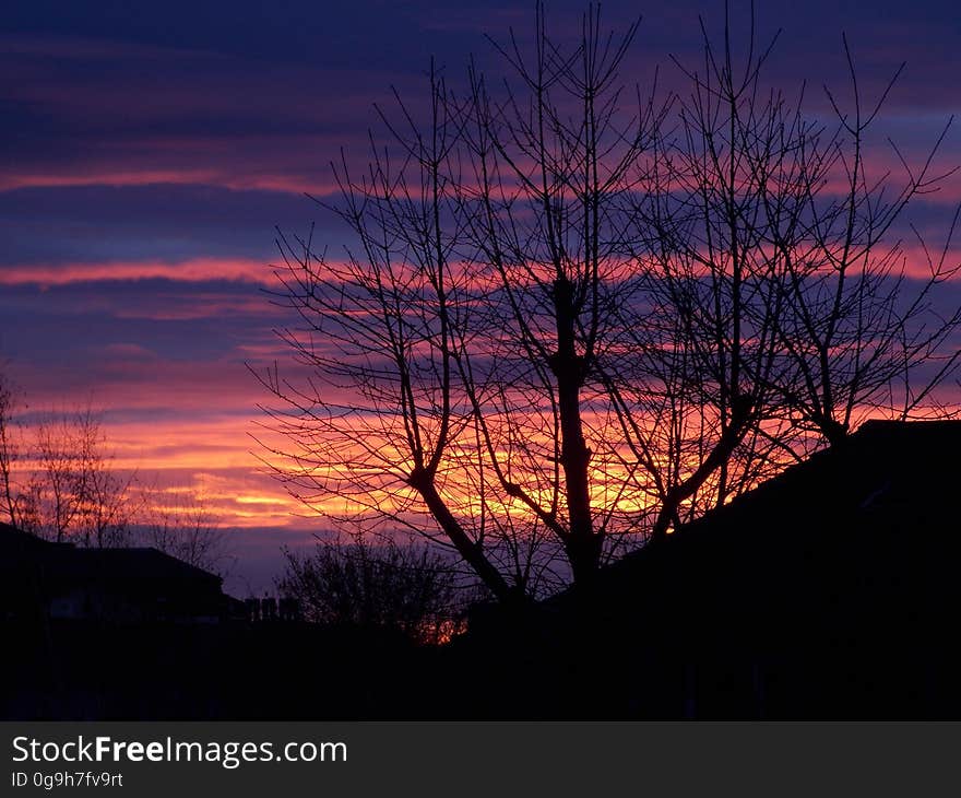 The silhouettes of trees with the sunset skies on the background. The silhouettes of trees with the sunset skies on the background.