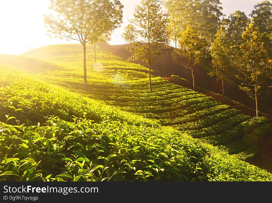 Tea plants growing on terraces with the sun in the background. Tea plants growing on terraces with the sun in the background.