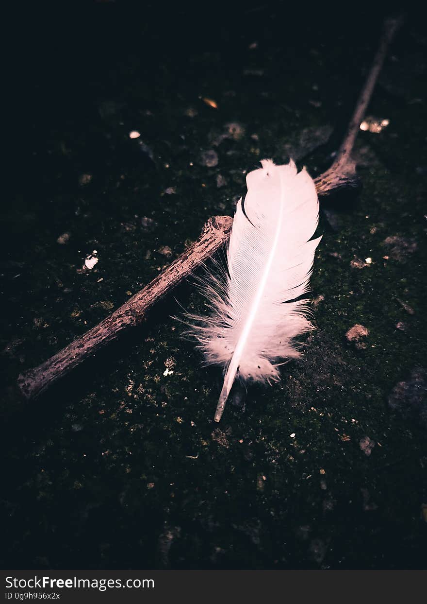 A fallen feather on the ground on a wooden stick.