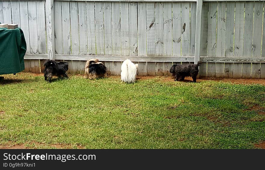 A group of dogs waiting by a wooden fence. A group of dogs waiting by a wooden fence.