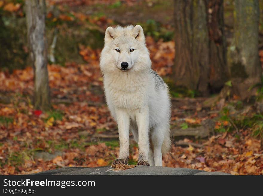 Portrait of a staring white wold with autumn forest in background. Portrait of a staring white wold with autumn forest in background.