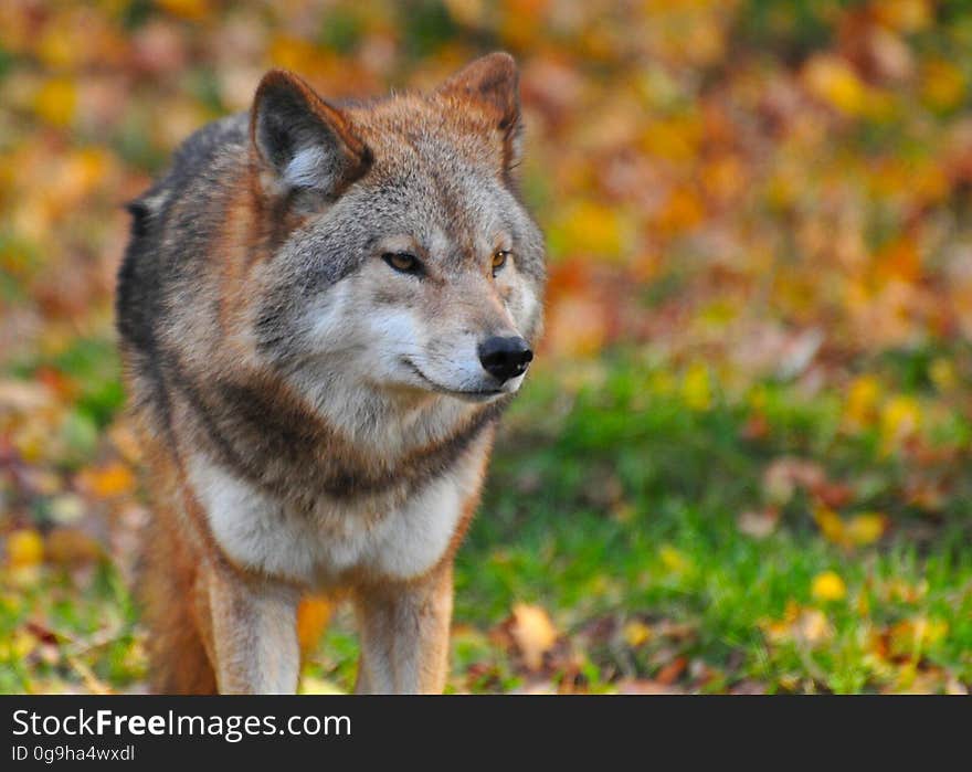 Closeup portrait of brown and white wolf with blurred background of Autumn colors (leaves). Closeup portrait of brown and white wolf with blurred background of Autumn colors (leaves).