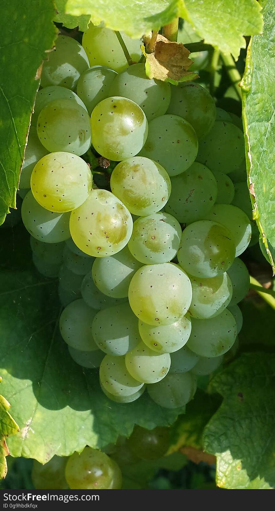 Bunch of fresh green grapes on the vine surrounded by leaves read to pick.